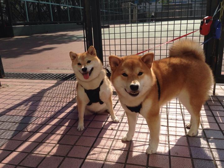 长剑劈开暮色，孤星照亮悬崖，切特在德甲决战夜的加冕礼