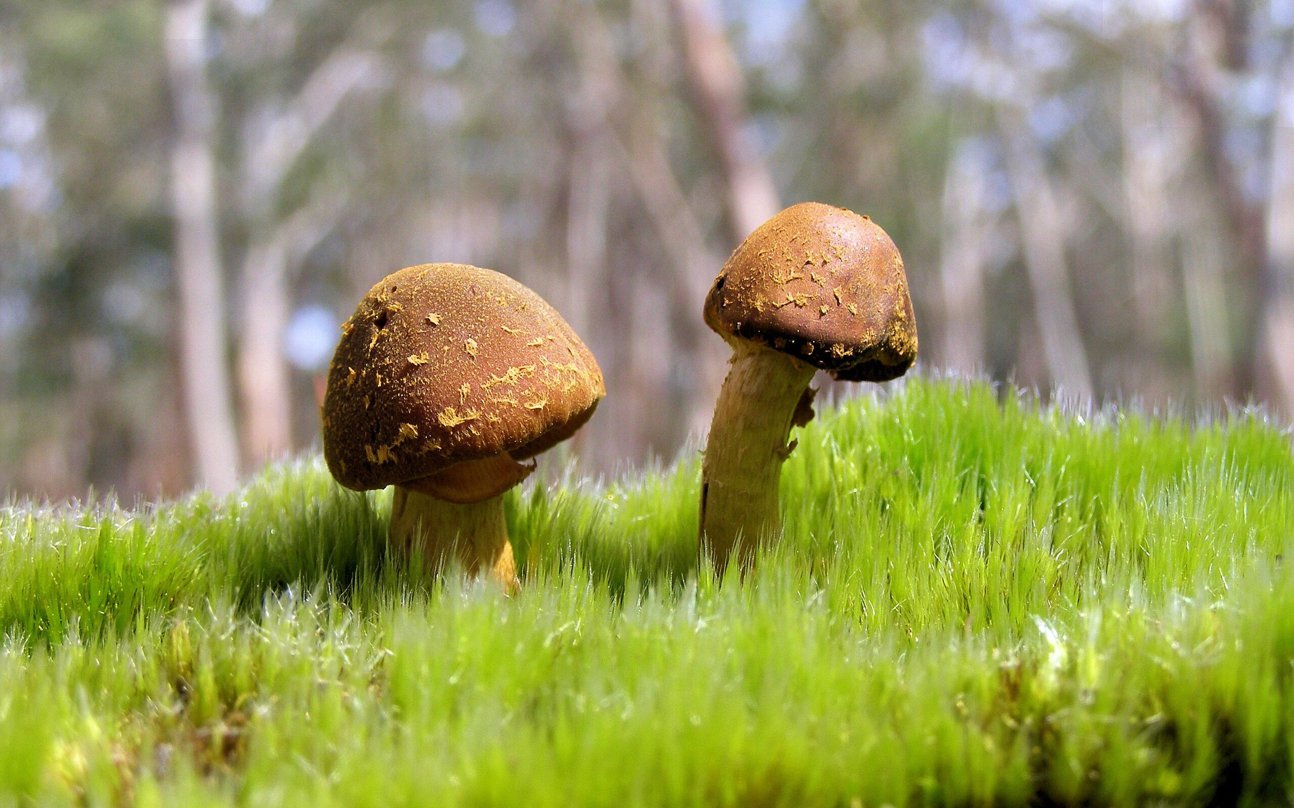 绿茵场上的意志博弈，巴拉圭铁血防线如何击碎西班牙传控王朝