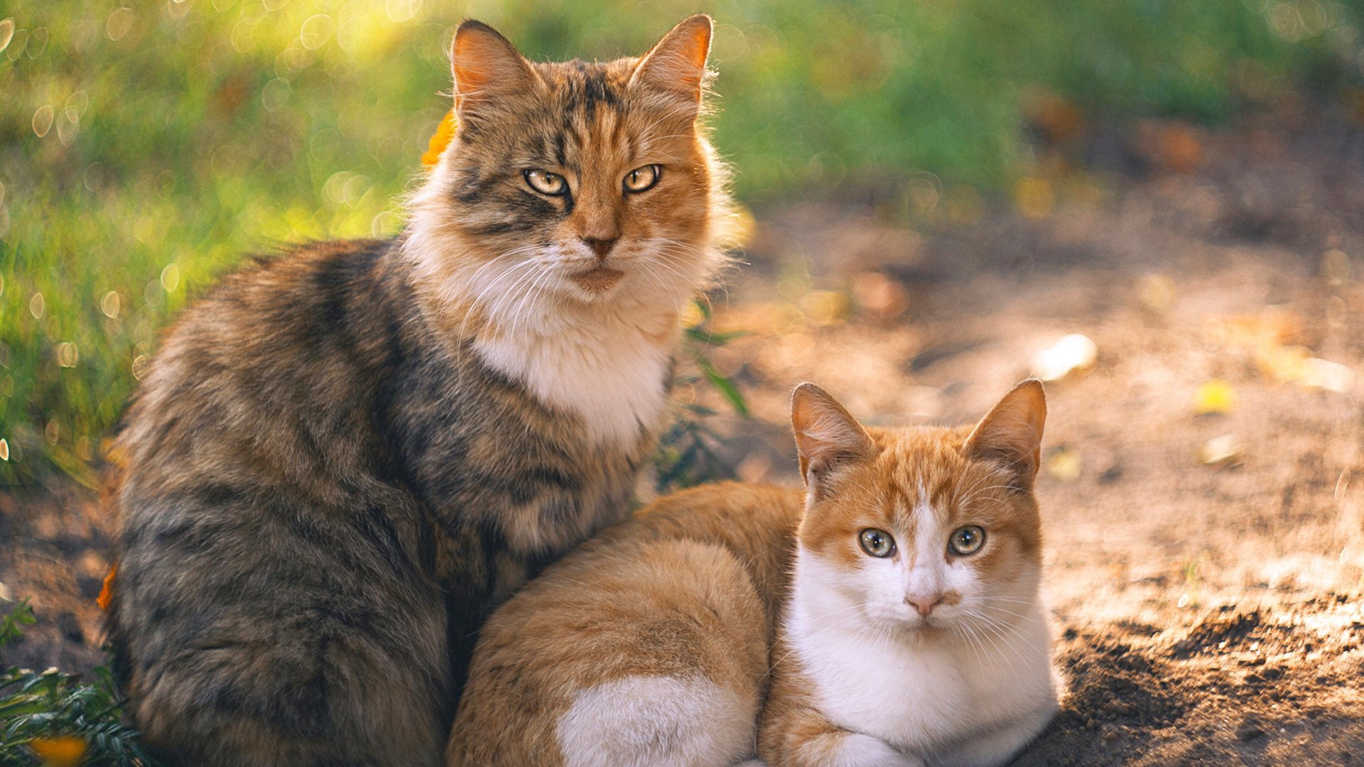 冰与火的献祭,当北欧风暴席卷潘帕斯,格列兹曼演绎孤胆英雄的唯一神迹